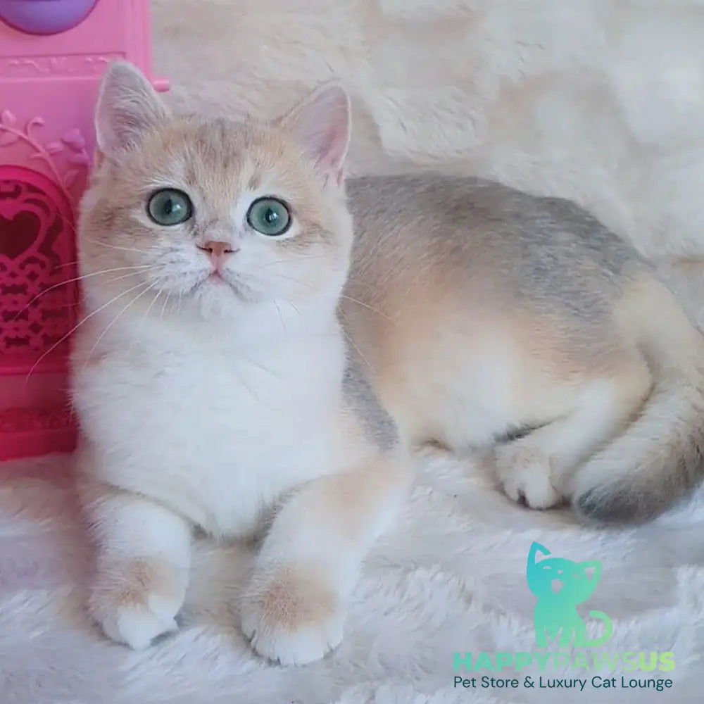 Grace British Shorthair female blue golden chinchilla - live animals