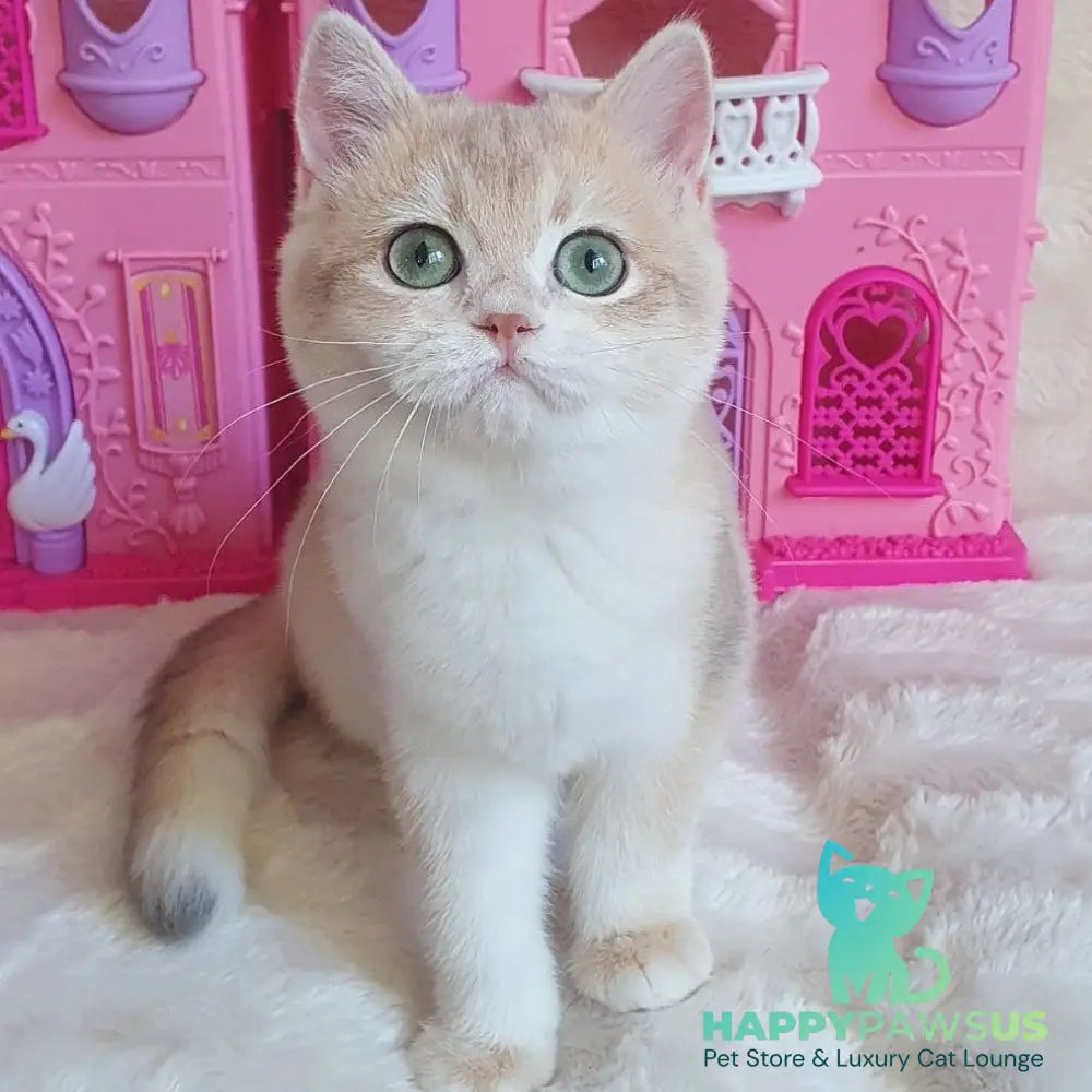 Grace British Shorthair female blue golden chinchilla - live animals