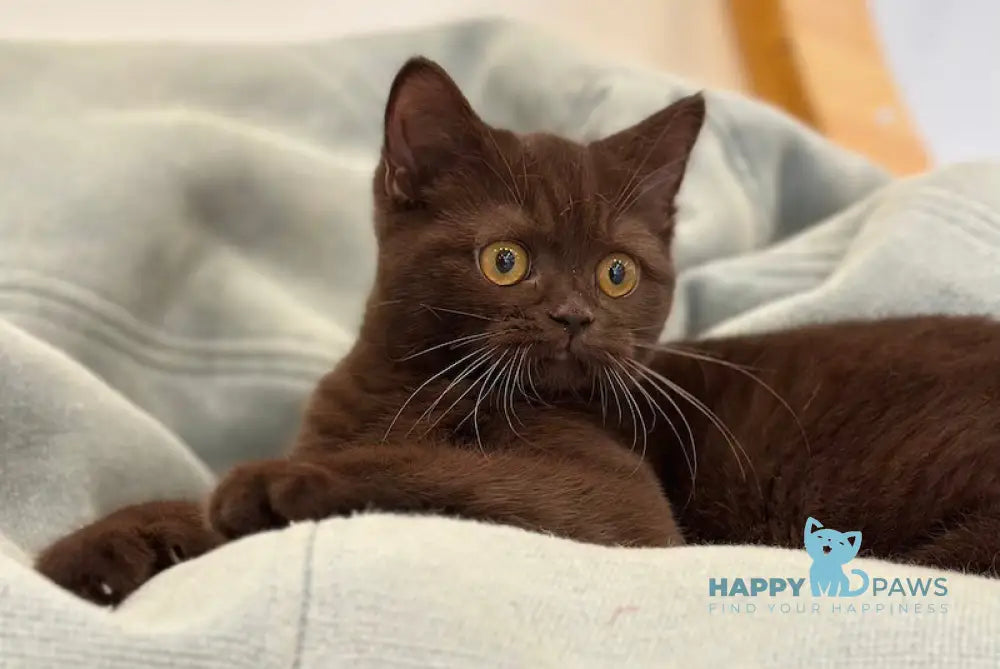 Grace British Shorthair female chocolate live animals