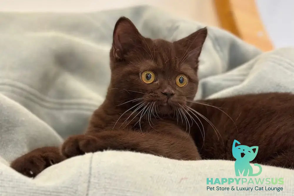 Grace British Shorthair female chocolate live animals