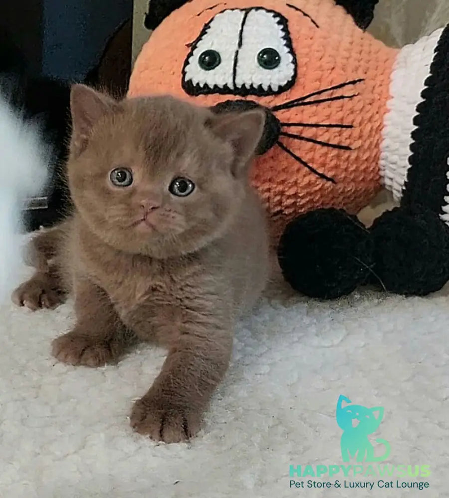 Grace British Shorthair female cinnamon - live animals
