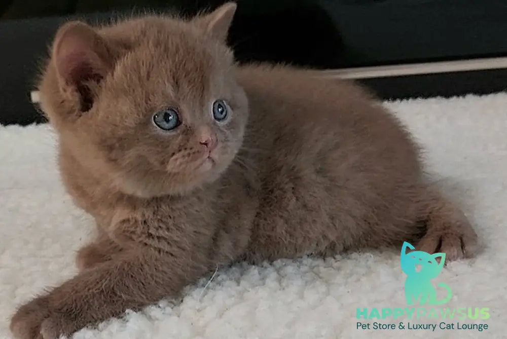Grace British Shorthair female cinnamon - live animals
