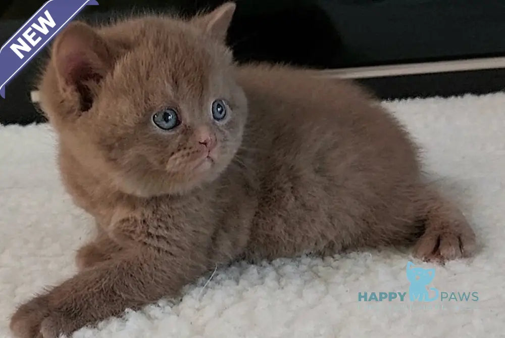 Grace British Shorthair female cinnamon - live animals
