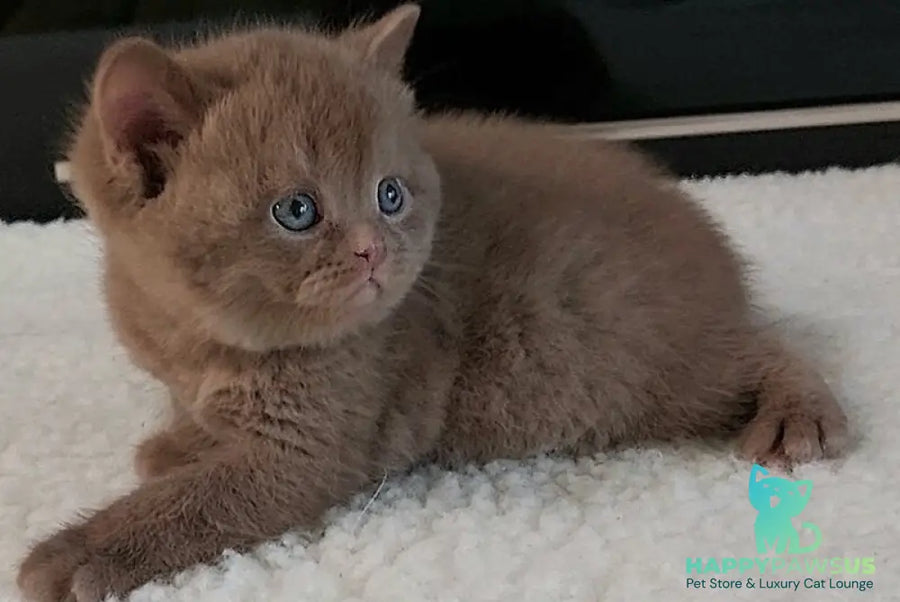 Grace British Shorthair female cinnamon - live animals