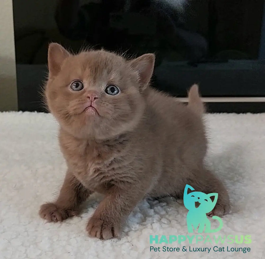 Grace British Shorthair female cinnamon - live animals