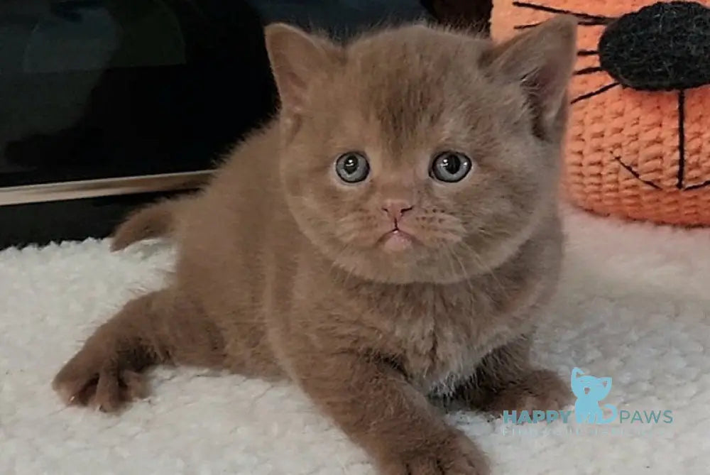 Grace British Shorthair female cinnamon - live animals