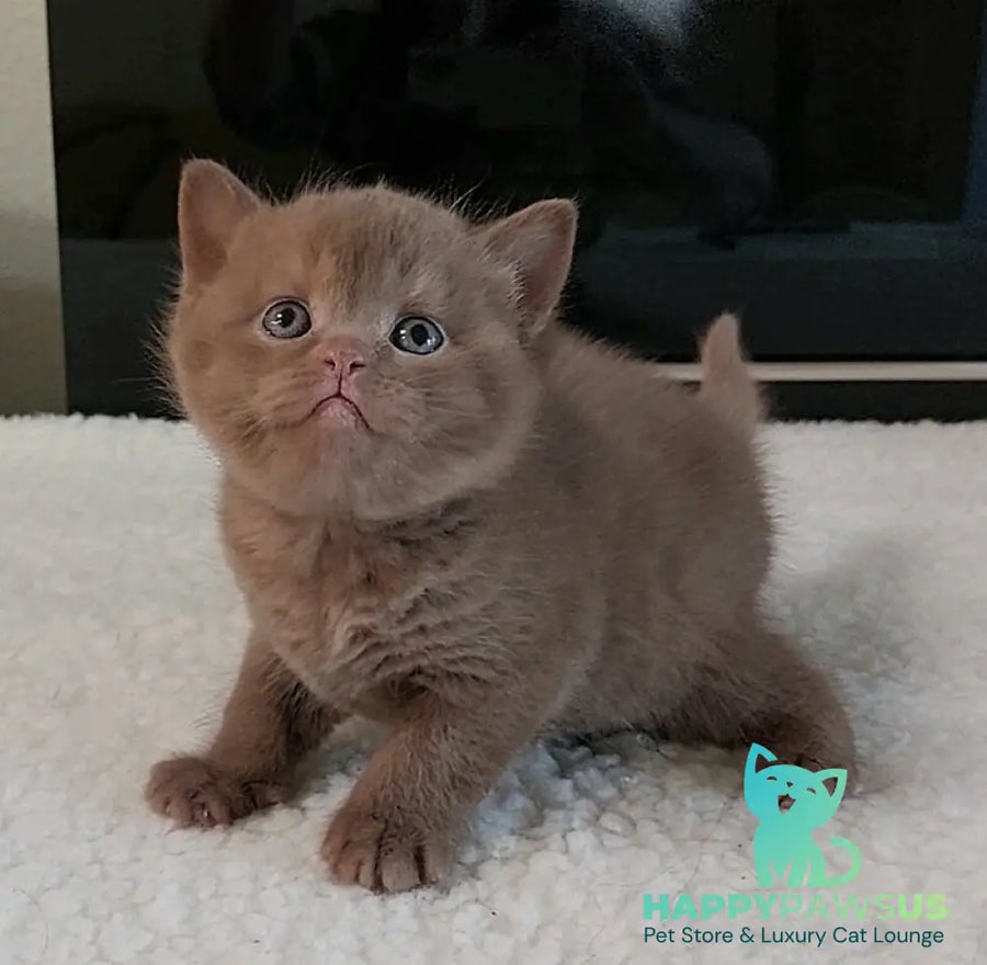 Grace British Shorthair female cinnamon - live animals