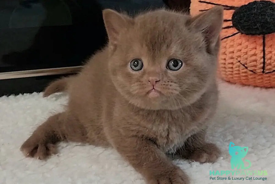 Grace British Shorthair female cinnamon - live animals