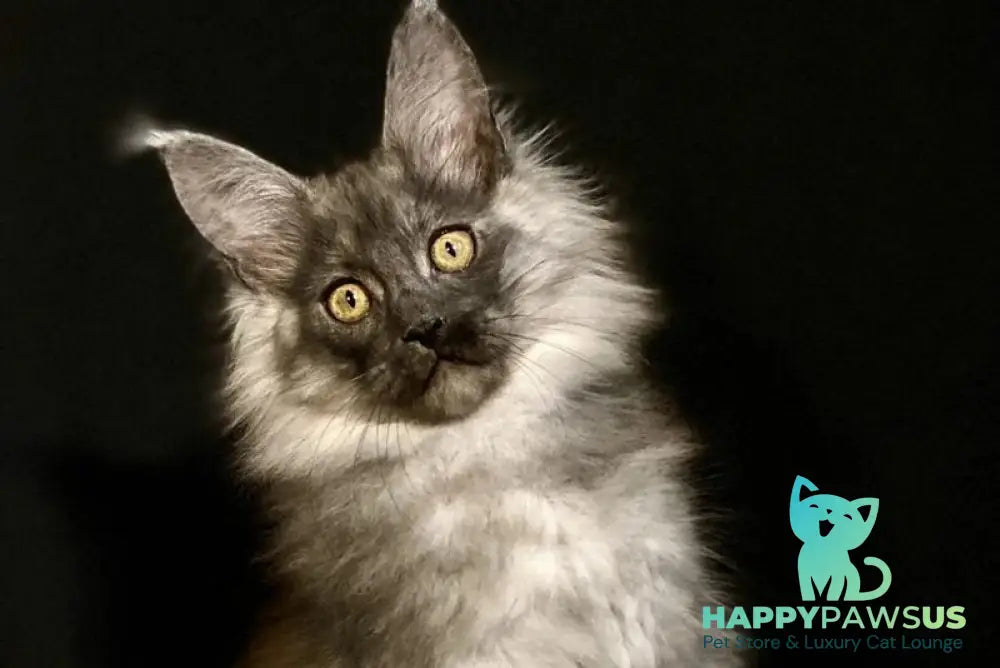 Grace Maine Coon female black silver - live animals