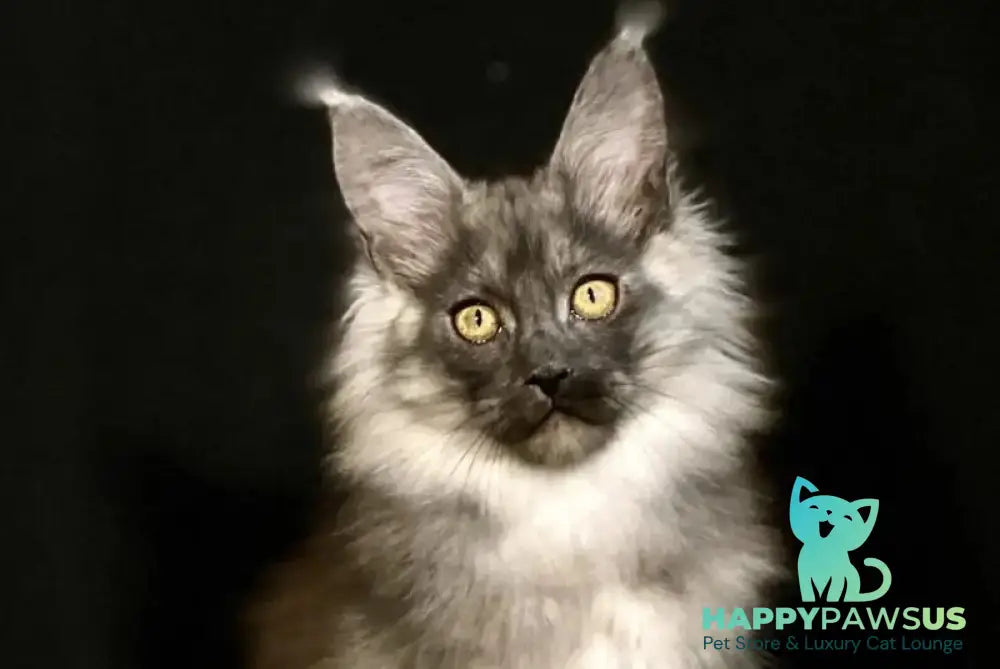 Grace Maine Coon female black silver - live animals