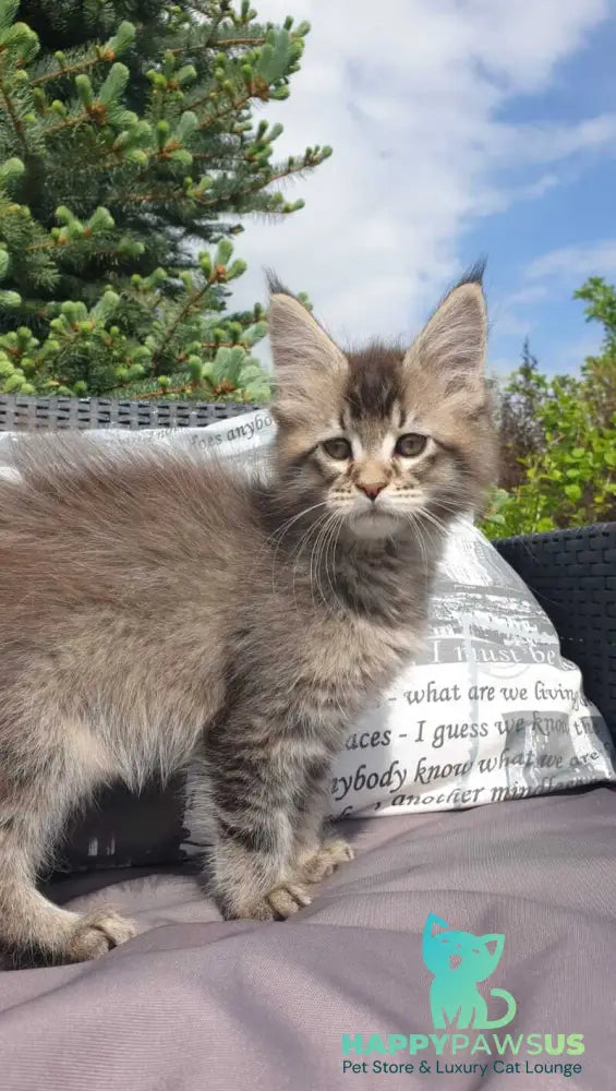 Grace Maine Coon female black ticked tabby - live animals