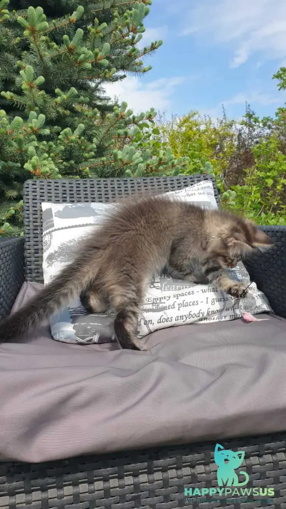 Grace Maine Coon female black ticked tabby - live animals