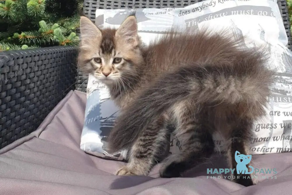 Grace Maine Coon female black ticked tabby - live animals