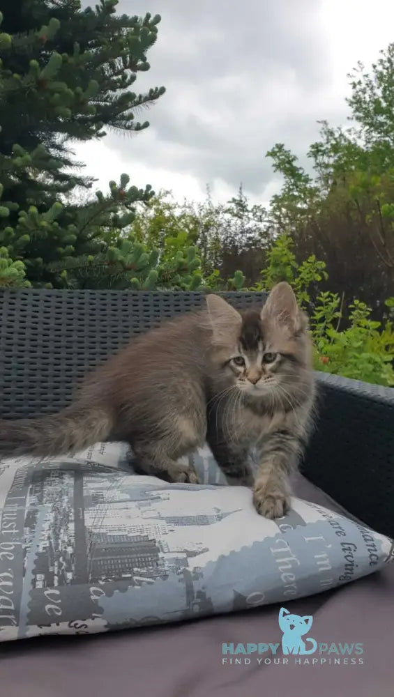 Grace Maine Coon female black ticked tabby - live animals
