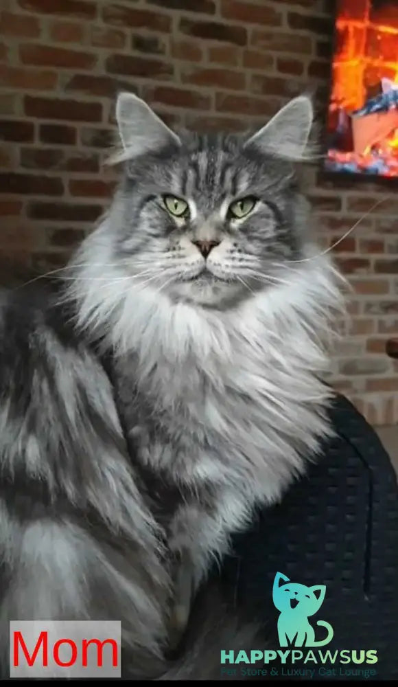 Grace Maine Coon female black ticked tabby - live animals