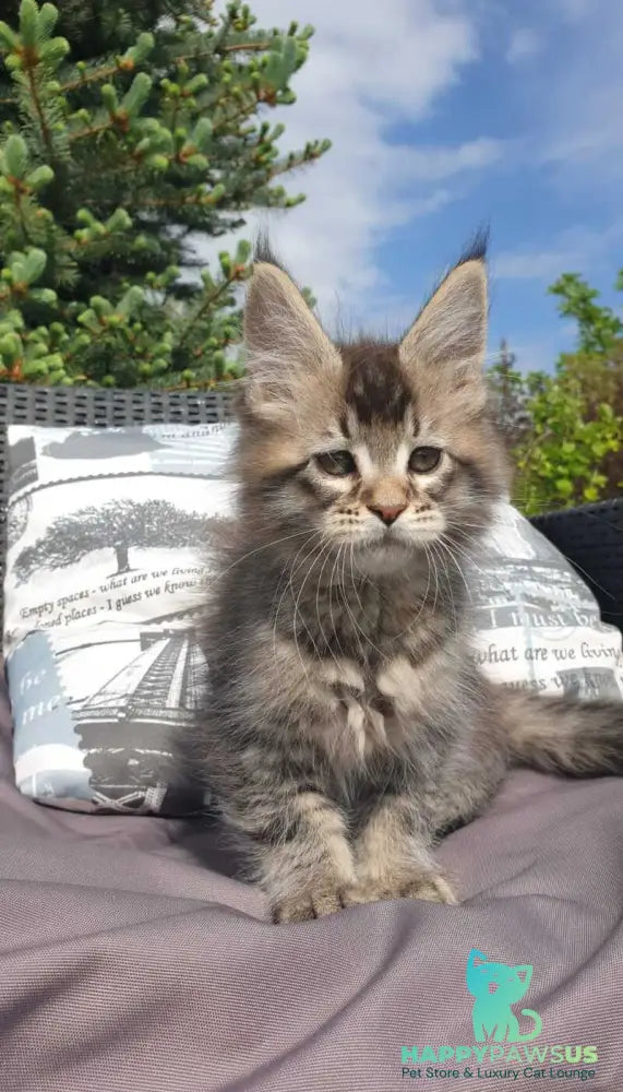 Grace Maine Coon female black ticked tabby - live animals