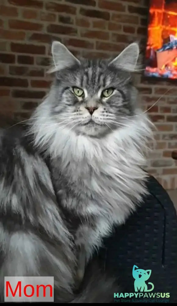 Grace Maine Coon female black ticked tabby - live animals