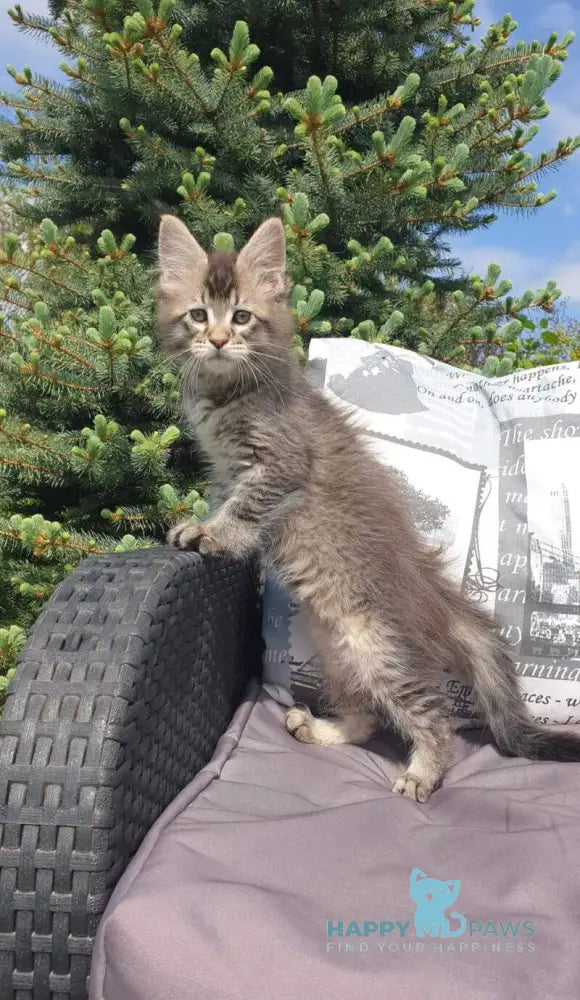 Grace Maine Coon female black ticked tabby - live animals