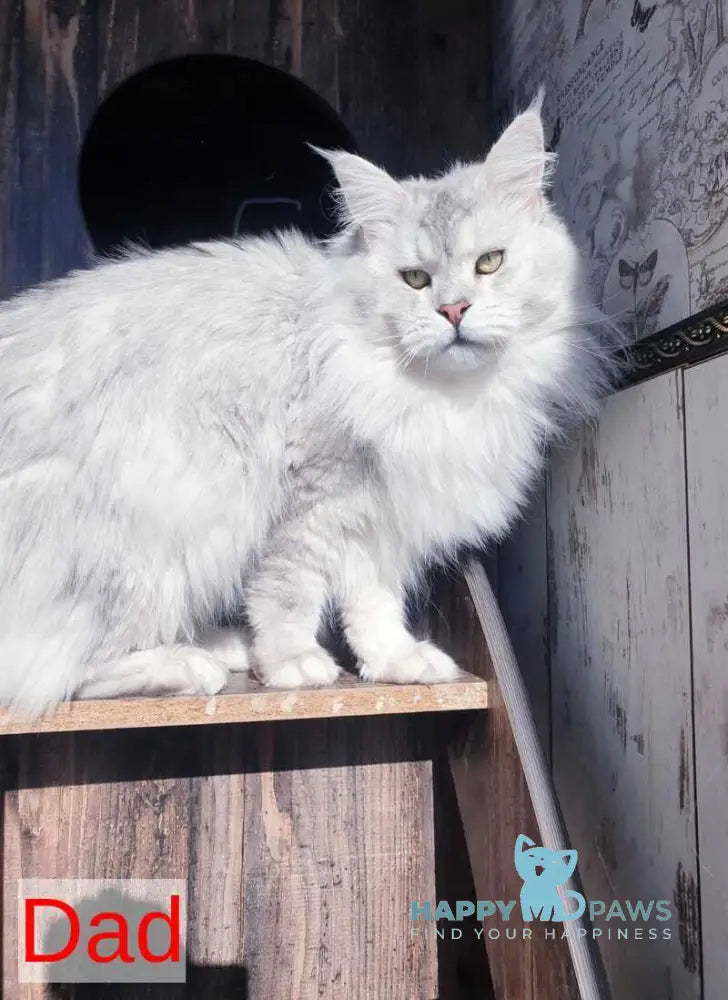 Grace Maine Coon female black ticked tabby - live animals