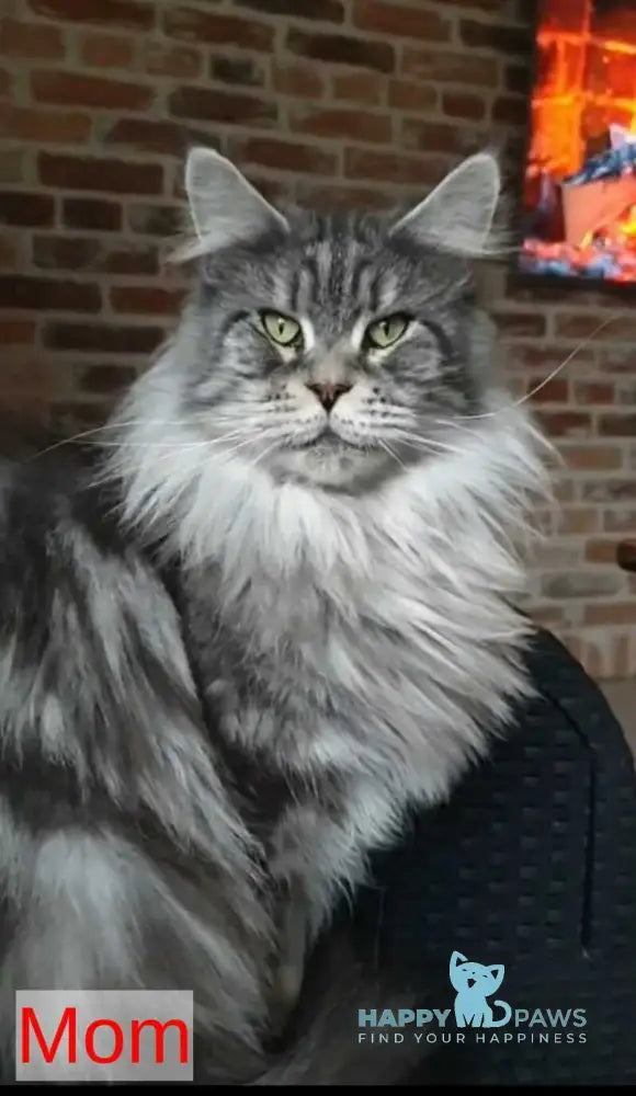 Grace Maine Coon female black ticked tabby - live animals