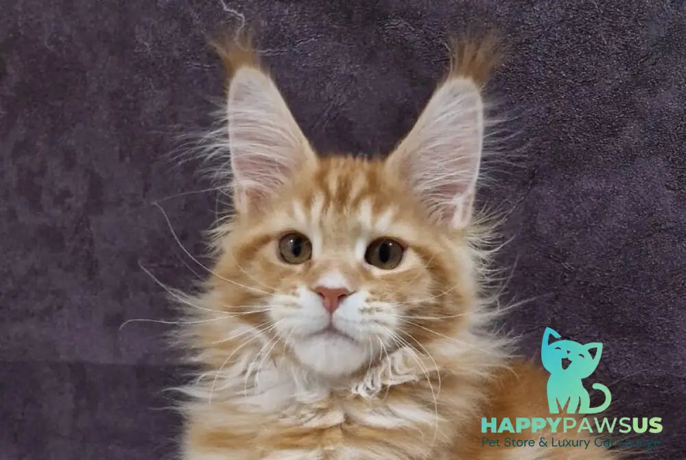 Grace Maine Coon male red tabby with white live animals