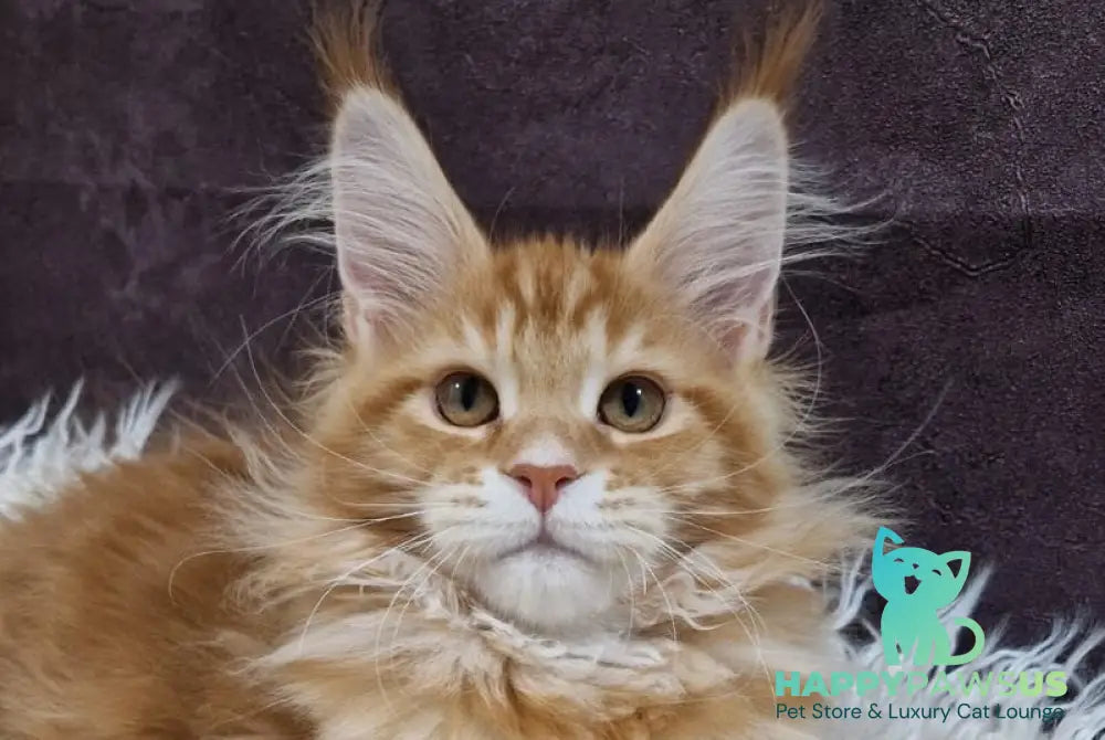 Grace Maine Coon male red tabby with white live animals