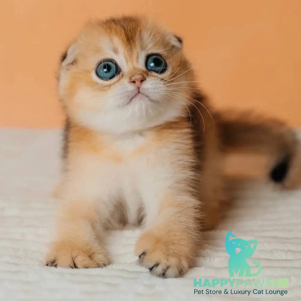 Grace Scottish Fold female black golden shaded - live animals