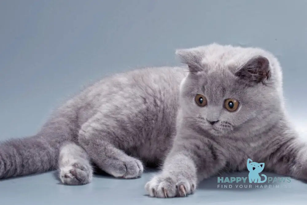 Gracie British Shorthair female blue live animals