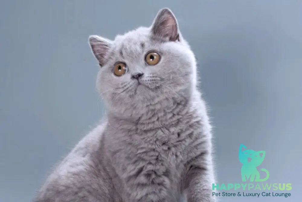 Gracie British Shorthair female blue live animals