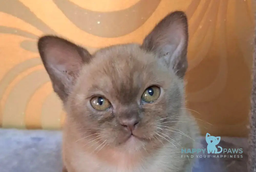 Graf Burmese male chocolate live animals