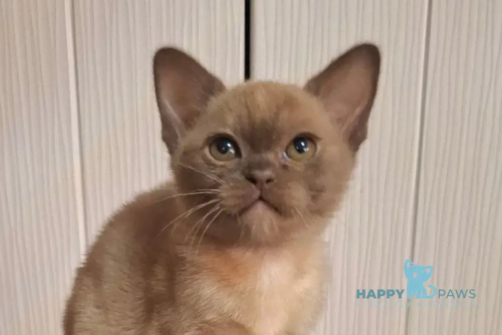 Graf Burmese male chocolate live animals