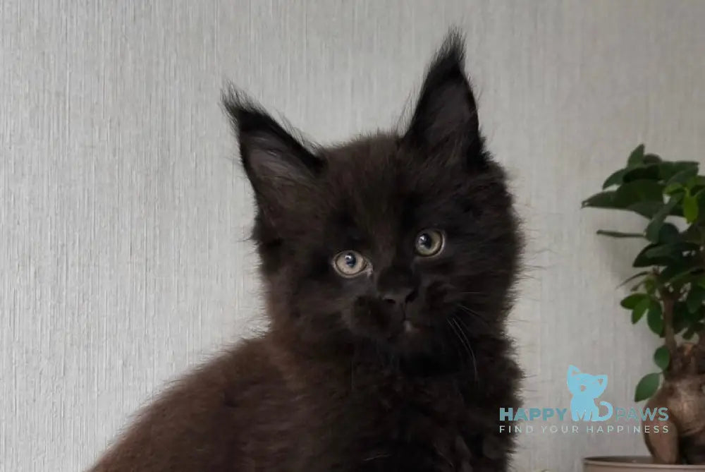 Graf Maine Coon male black live animals