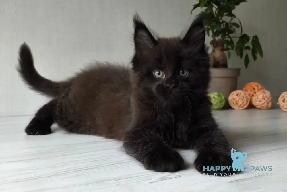 Graf Maine Coon male black live animals