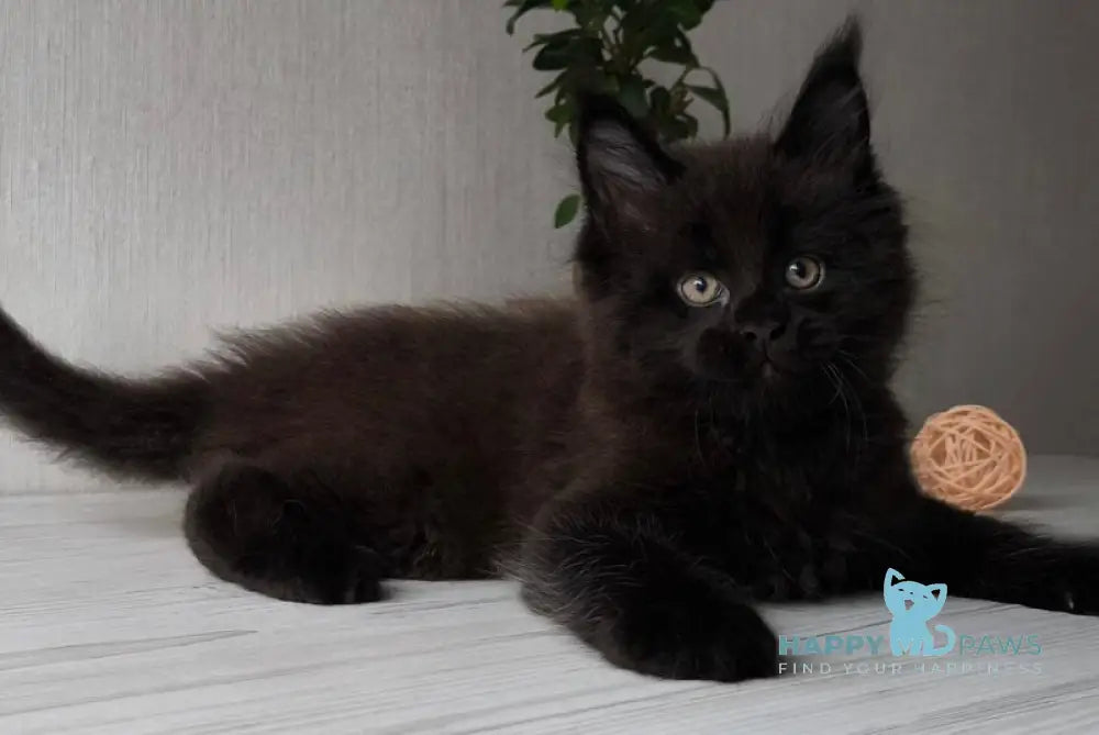 Graf Maine Coon male black live animals