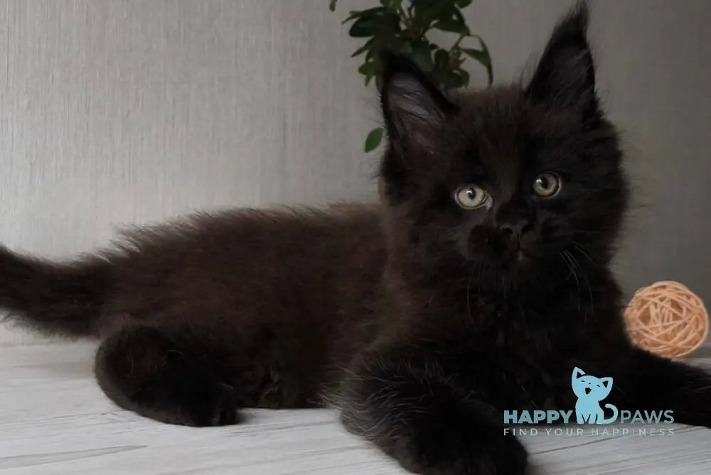 Graf Maine Coon male black live animals