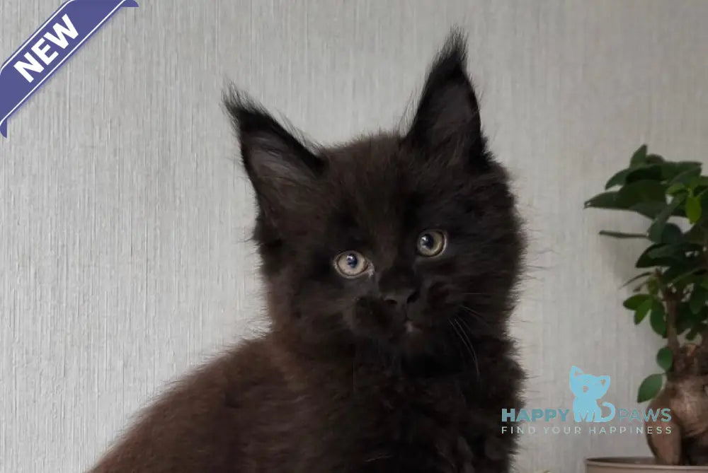 Graf Maine Coon male black live animals