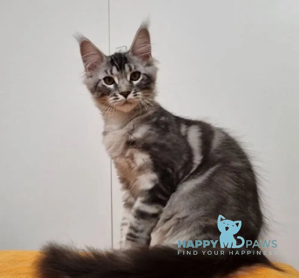 Graf Maine Coon Male Black Silver Tabby Live Animals
