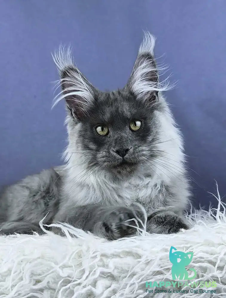 Granadin Maine Coon male blue silver - live animals