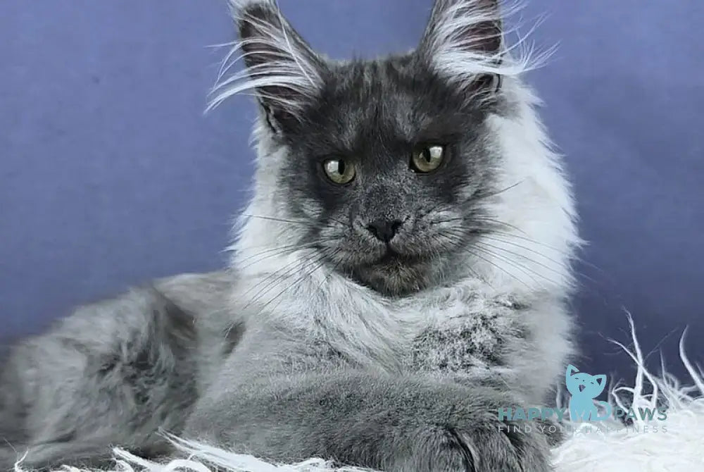 Granadin Maine Coon male blue silver - live animals