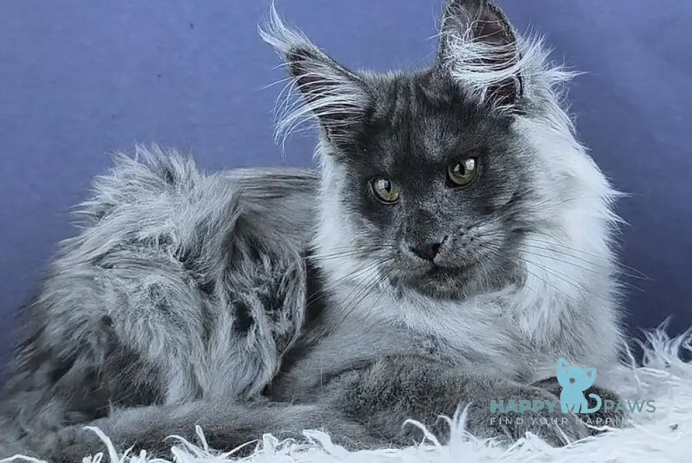 Granadin Maine Coon male blue silver - live animals