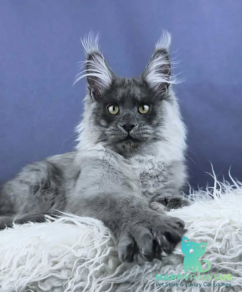 Granadin Maine Coon male blue silver - live animals