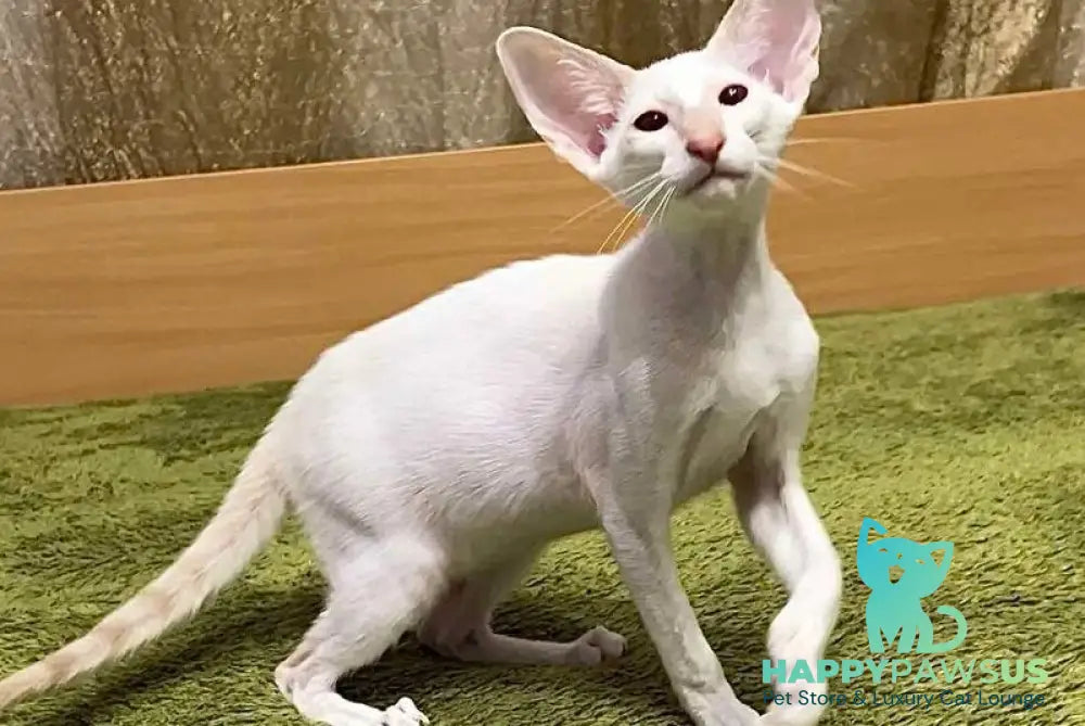 Grand Siamese male lilac - live animals