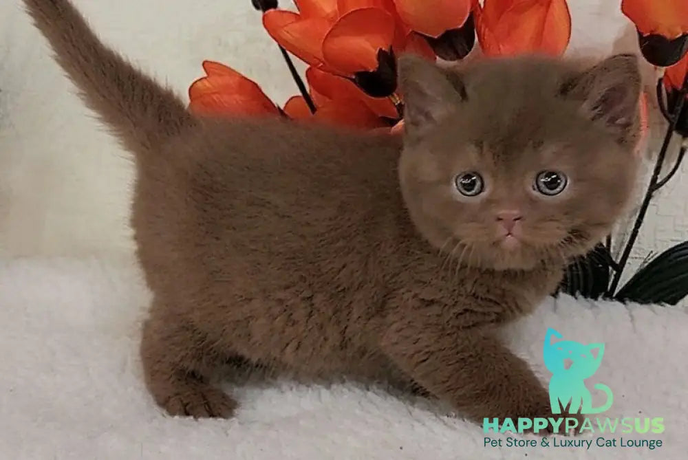 Grant British Shorthair male cinnamon - live animals