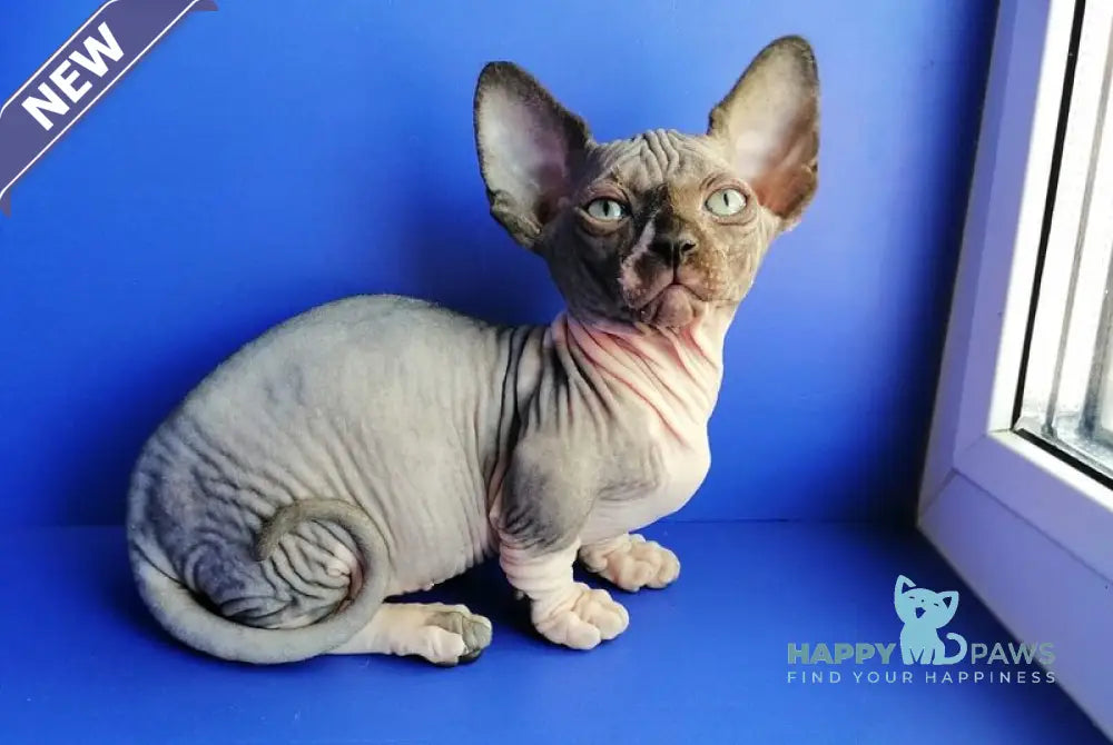 Gray Bambino male black bicolour live animals