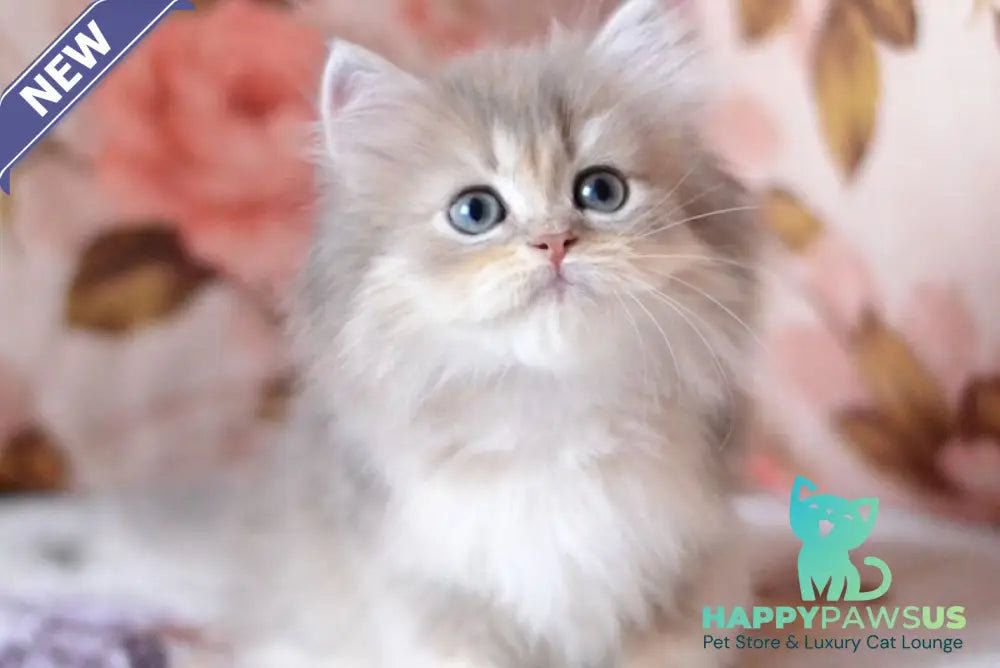 Gray British Longhair male blue golden shaded - live animals