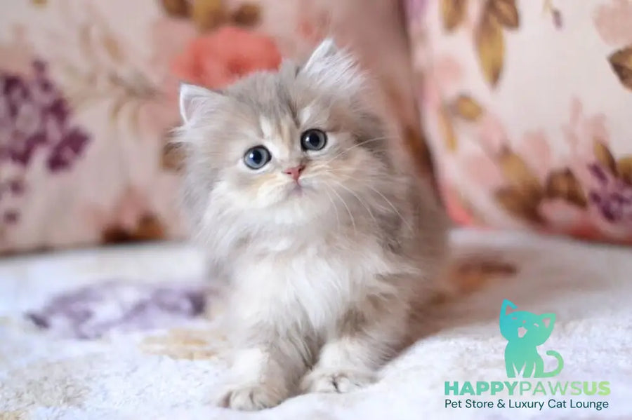Gray British Longhair male blue golden shaded - live animals