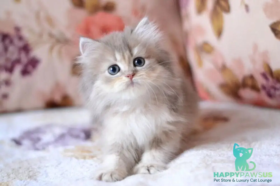 Gray British Longhair male blue golden shaded - live animals