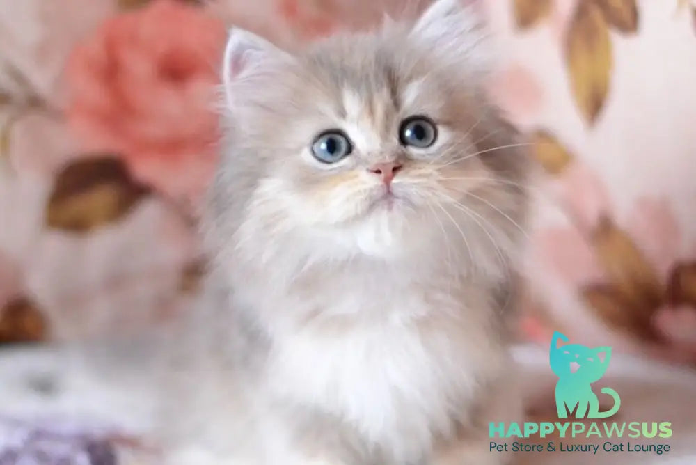 Gray British Longhair male blue golden shaded - live animals