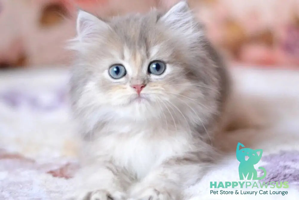 Gray British Longhair male blue golden shaded - live animals