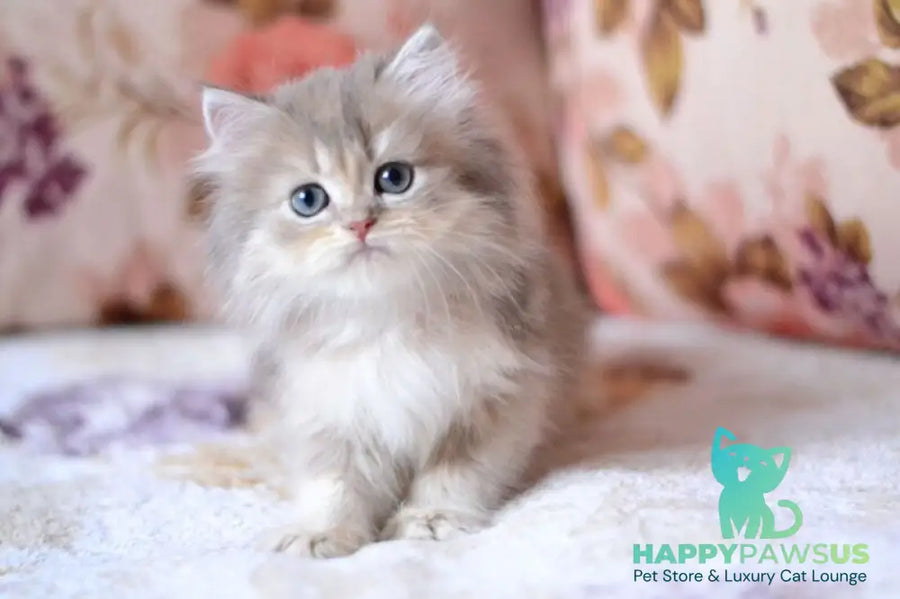 Gray British Longhair male blue golden shaded - live animals